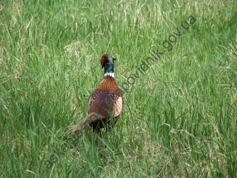 Фазан звичайний