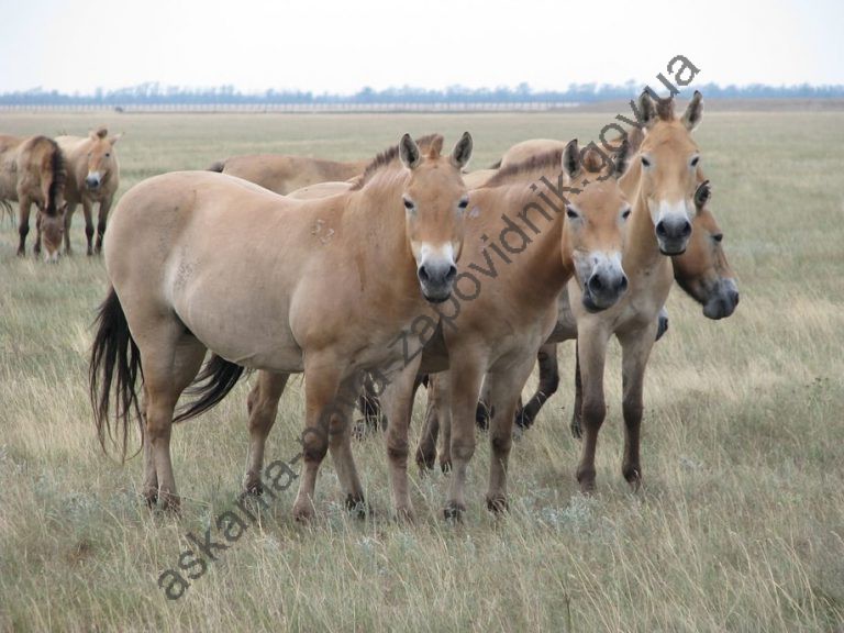 Кінь Пржевальського