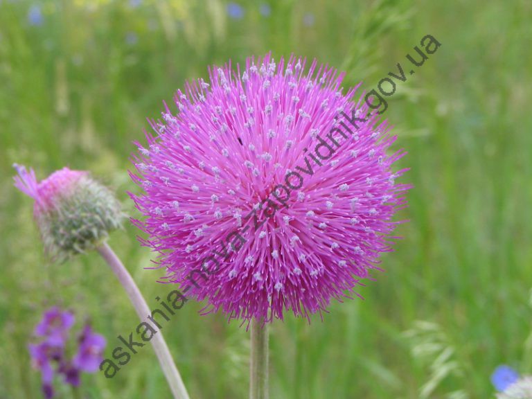 Квітка будяка