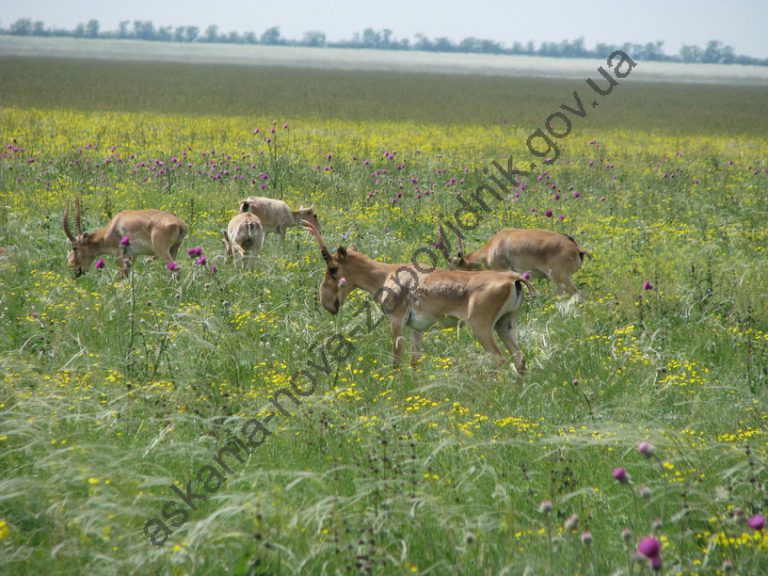 Мабуть гадюка