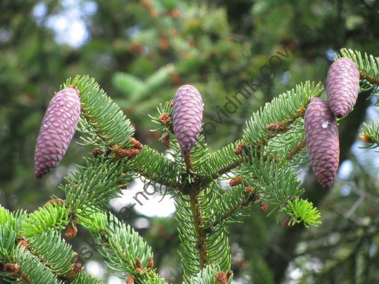 Представник голонасінних