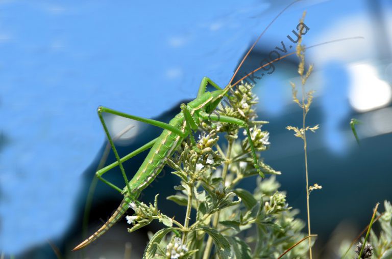 Представник світу комах