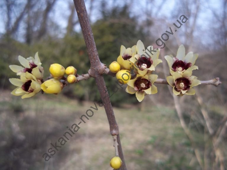 Хімонант ранній