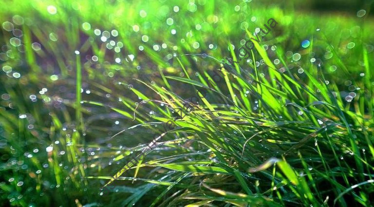 Letnij-dozhd-900x500