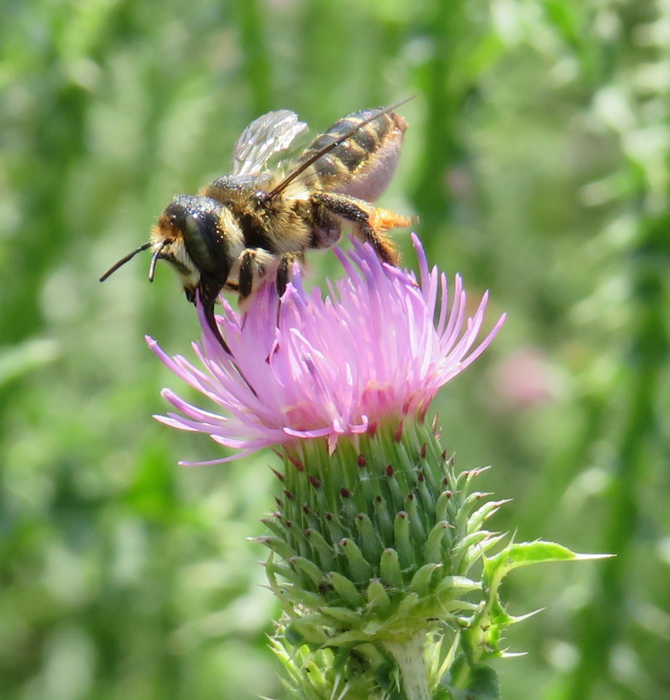 Володарі квітів