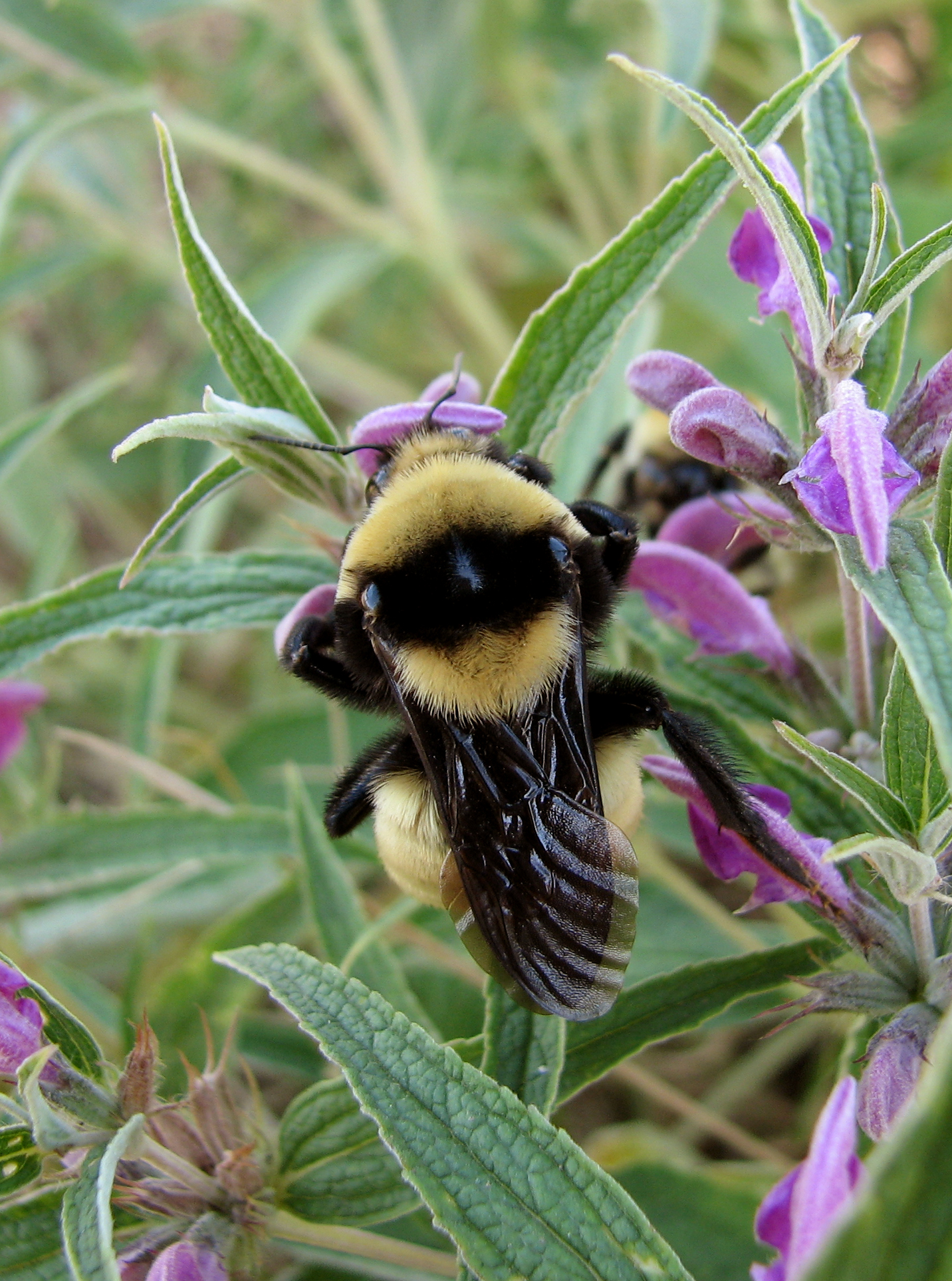 Володарі квітів. Частина 2: різноманіття