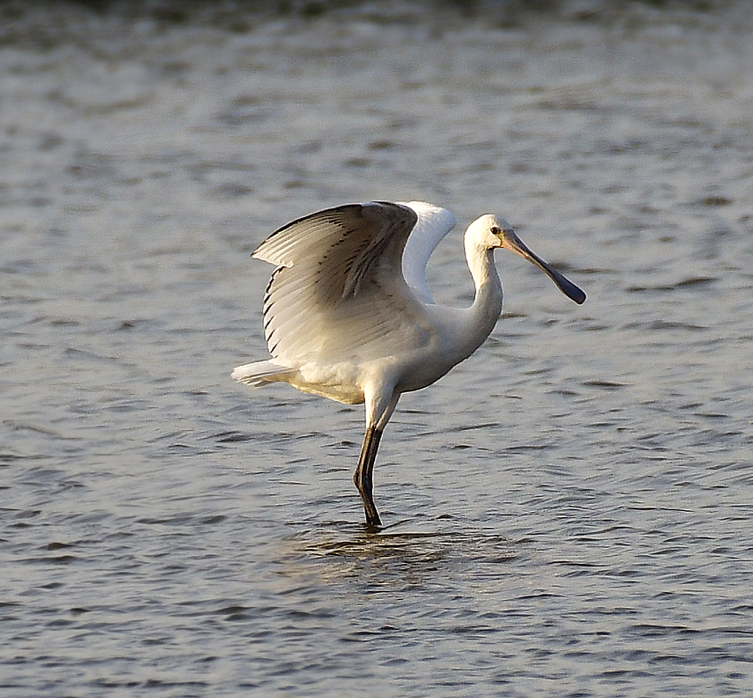 Курси підвищення кваліфікації наукових та науково-педагогічних працівників за спеціальністю «Заповідна справа»
