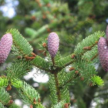Рослинний світ (Фото В.С. Гавриленко)