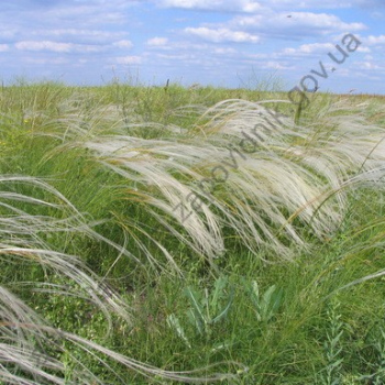 Степ (Фото В.С. Гавриленко)