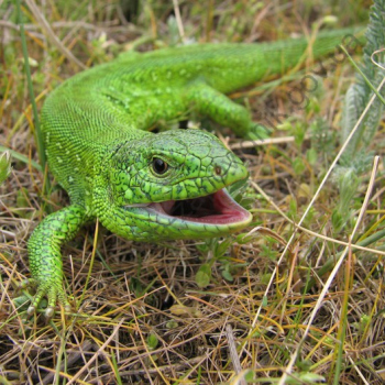 Тваринний світ (Фото В.С. Гавриленко)