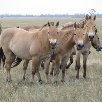 Зоопарк (Фото В.С. Гавриленко)